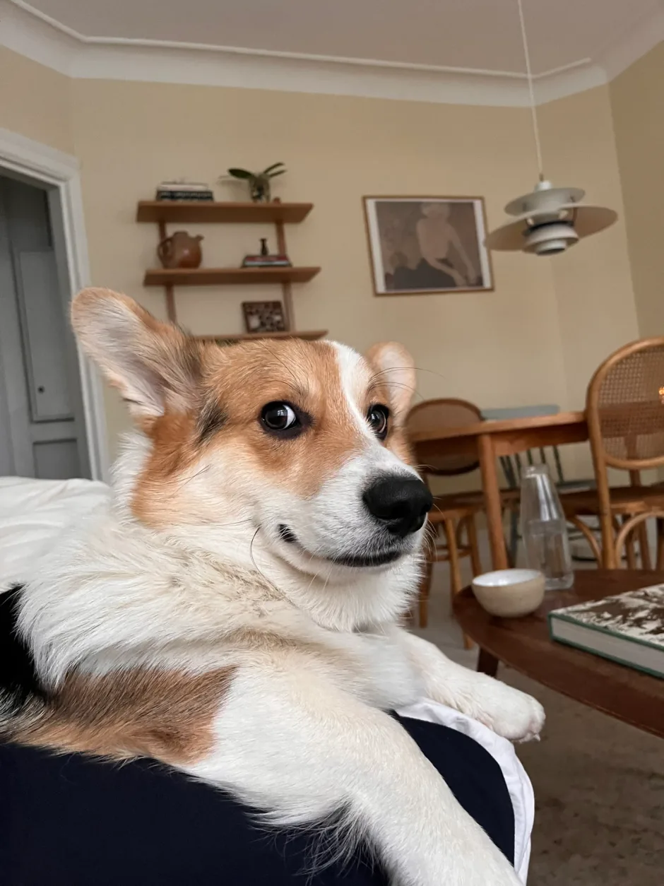 Coda, en corgi, der ligger og hviler på gulvet